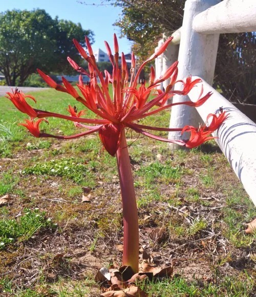 Rare species! Brunsvigia josephinae! seed grown bulbs!