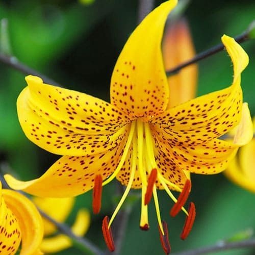 LILY LILLIUM LEICHTLINII (1) Flower Bulb * RARE JAPANESE PERENNIAL