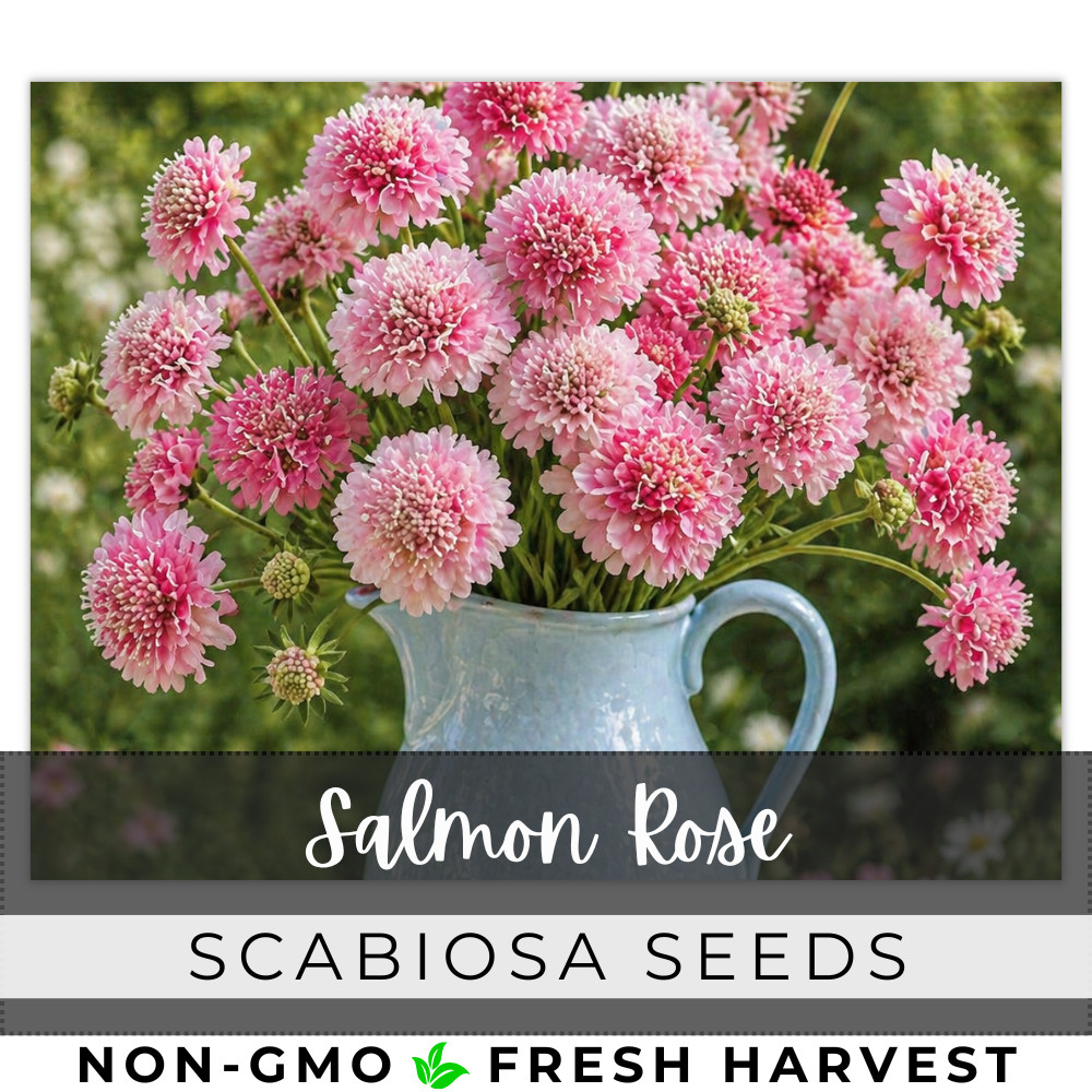 Salmon Rose Scabiosa Seeds 75+ Seeds Mum Flower, Flower Seeds, Annual