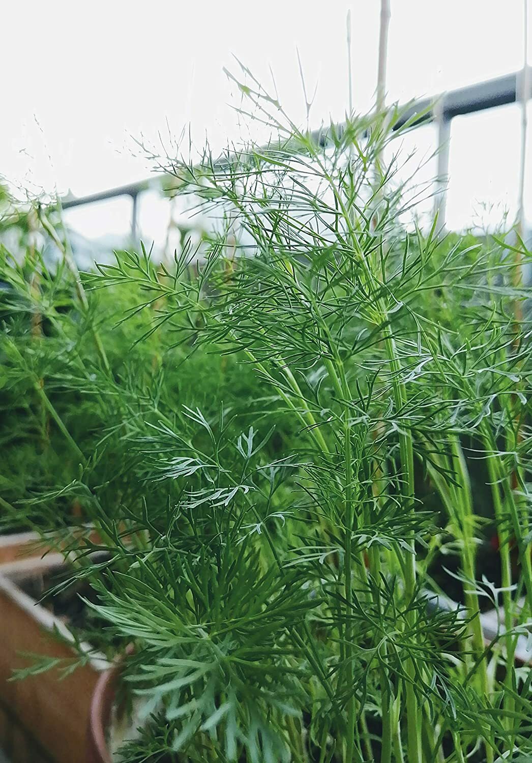 200 Bouquet Dill Heirloom Herb Seeds Anethum graveolens Dill Weed for Bee Garden