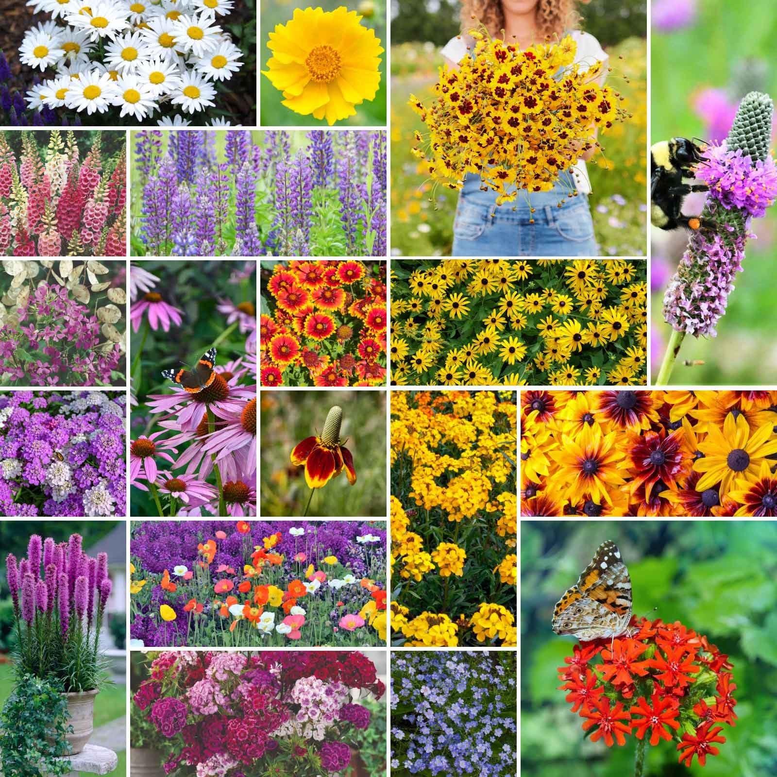 All Perennial Wildflower Seed Mix for Planting, 1/4 lb, 120,000+ Seeds, Throw…