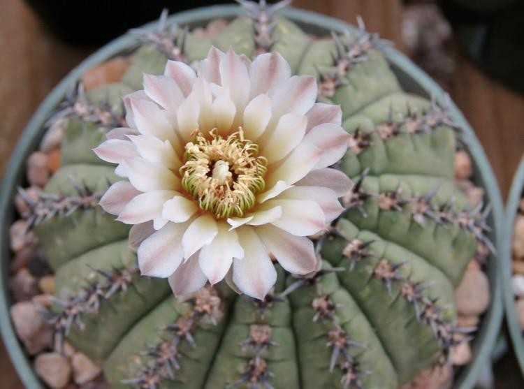 Seed- Gymnocalycium bodenbenderianum 25+ seeds (2025)