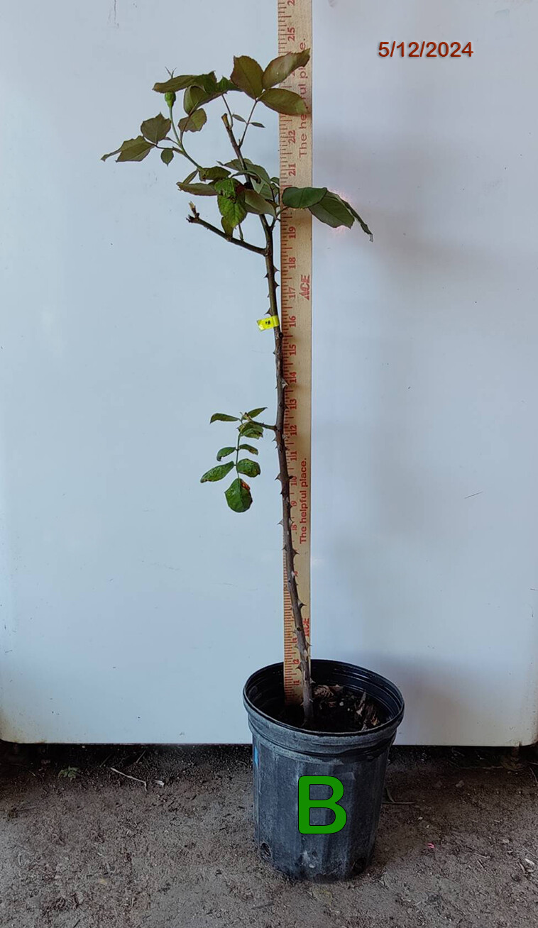 1 (ONE) live plant of “LOVE” dark red Rose about 10-36″ (ROOTED)