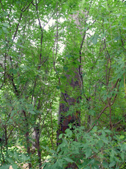 20 COMMON HOP TREE SEEDS – ptelea trifoliata