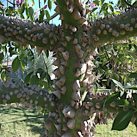 20 HERCULE’S CLUB TREE SEEDS (Zanthoxylum clava-herculis) Prickly Ash Fast Rare