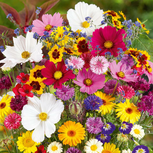 Wildflower Mix COUNTRY GARDEN All Colors Heirloom Cut Flowers Non-GMO 500+ Seeds