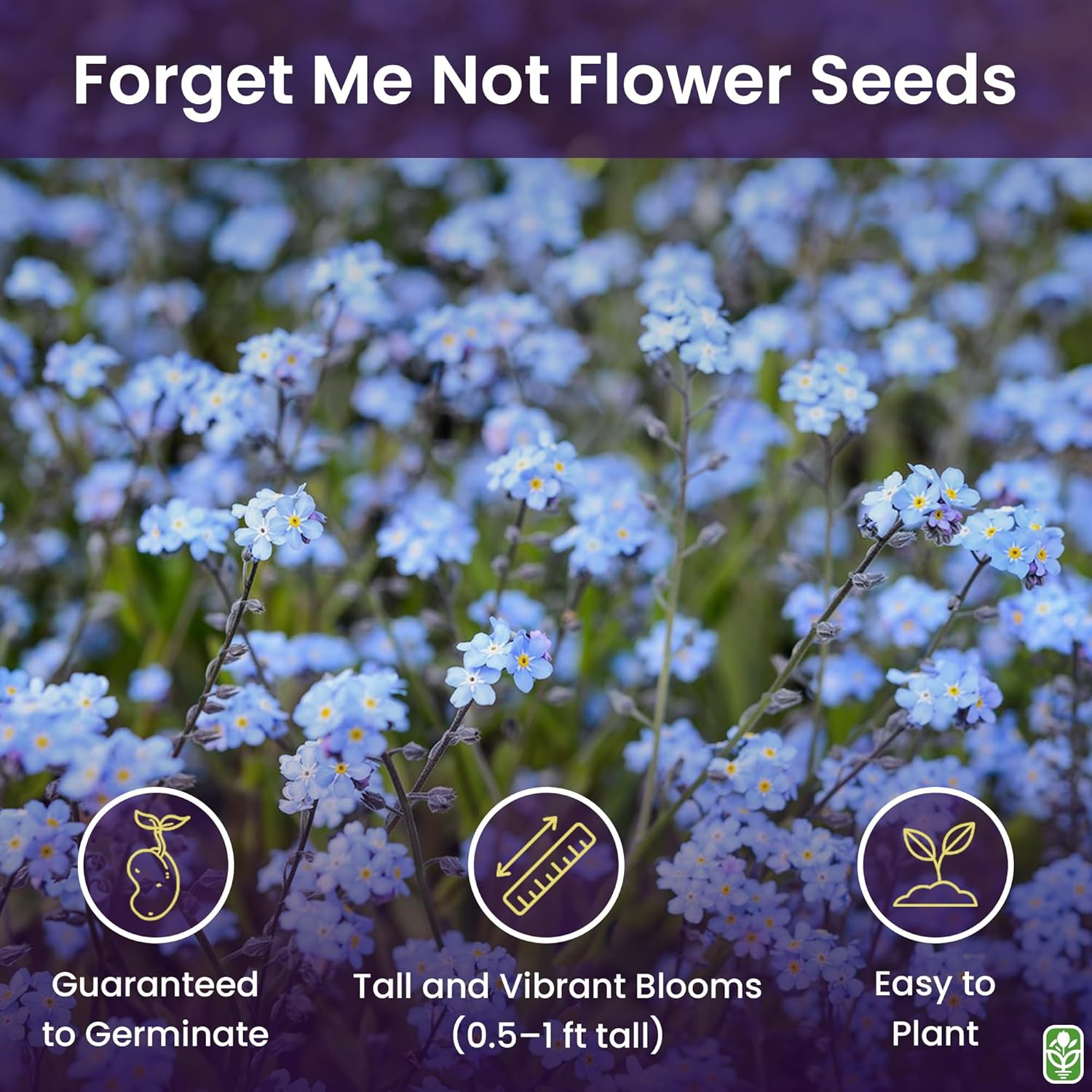 Forget Me Not Seeds – 5000 Flower Seeds – Perennial Ground Cover Seed for Tulips
