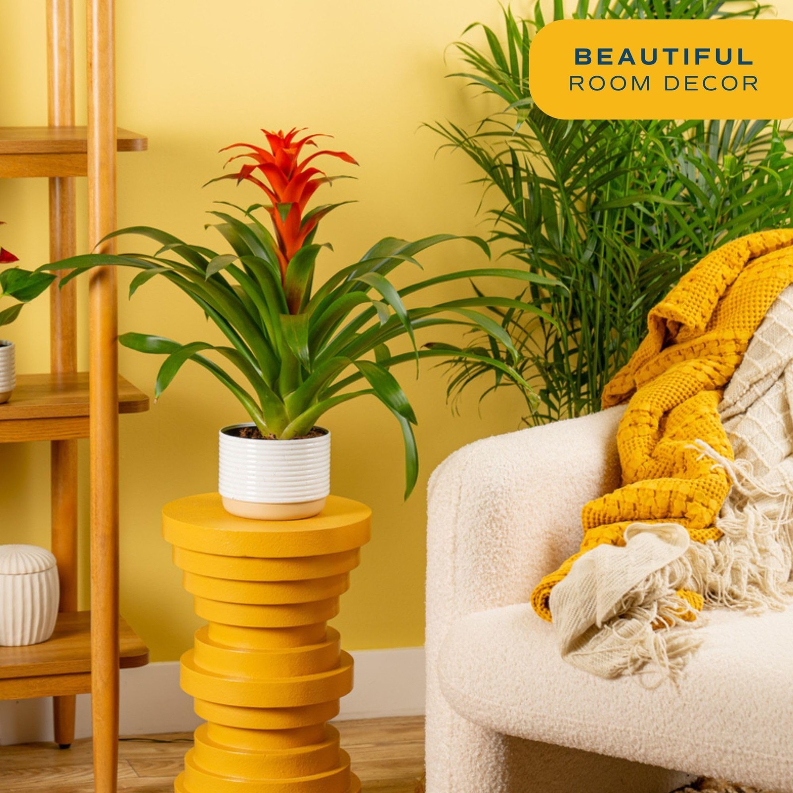 Costa Farms Bromeliad Live Plant | Blooming Flowers, 20Inches Tall | Live Ind…
