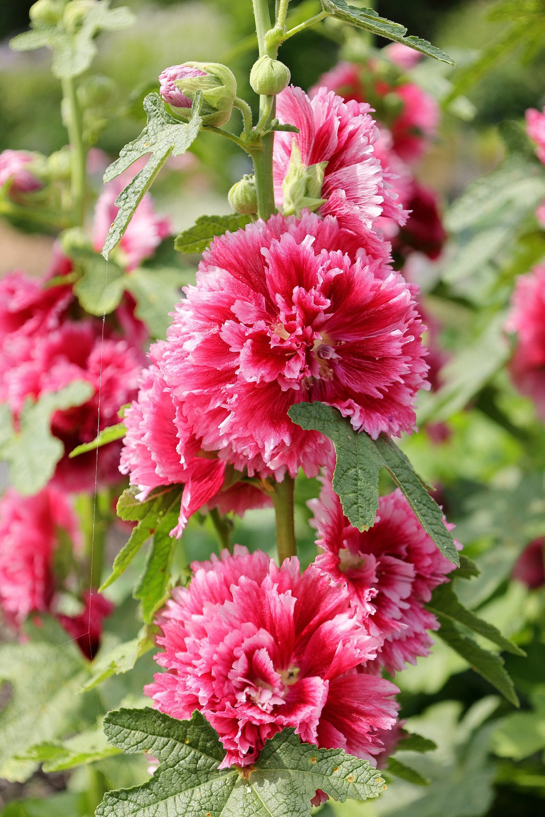 Summer Carnival Mix Hollyhocks Seeds |Alcea Rosea Holly Garden Flower Seed 2023