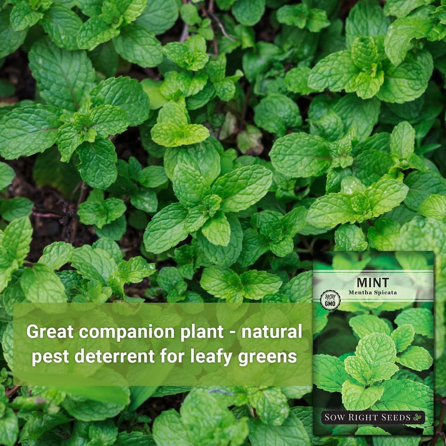 Fast-Germinating Mint Seeds – Non-GMO Herb for Refreshing Drinks & Desserts