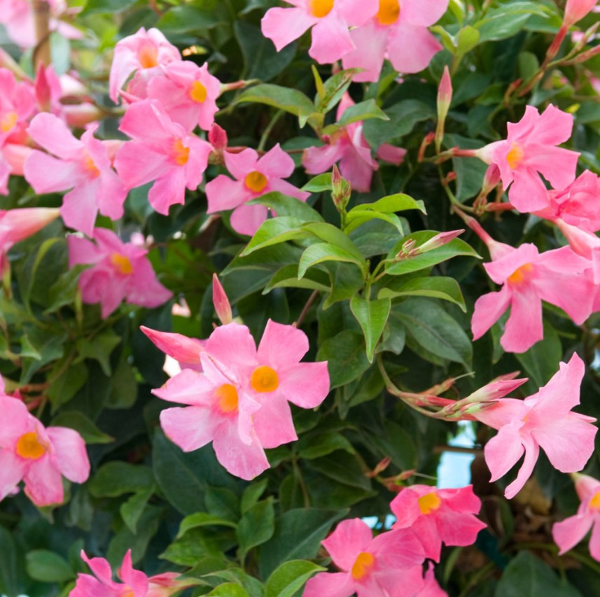 Set 2 Pink Mandevilla Plant – 4-6″ Tall – Tropical Flowering Vine for Garden