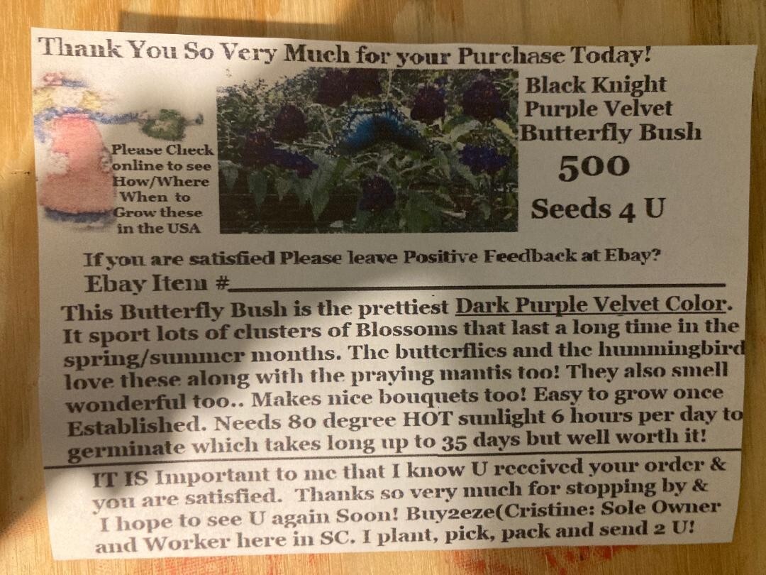 500 + Seeds BLACK KNIGHT Purple Butterfly Budhelia Bush Perennial USA Seller