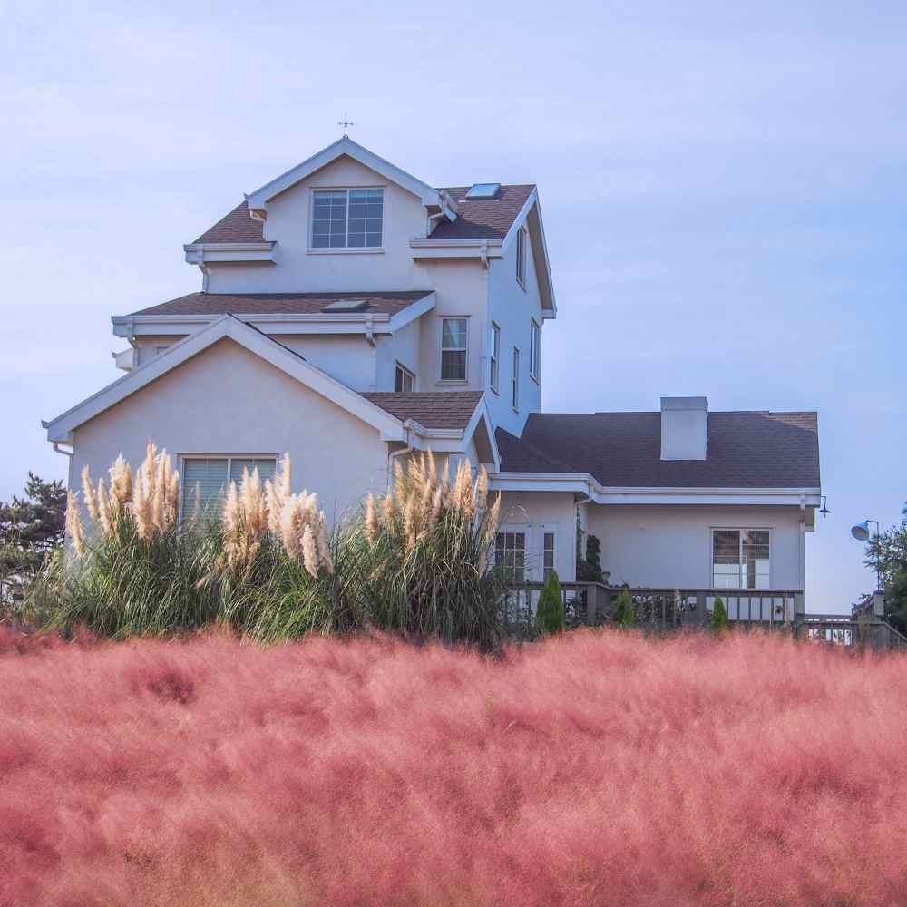 50 Seeds Pink Muhly Drought Tolerant Xeriscape Ornamental Grass Plant Seed
