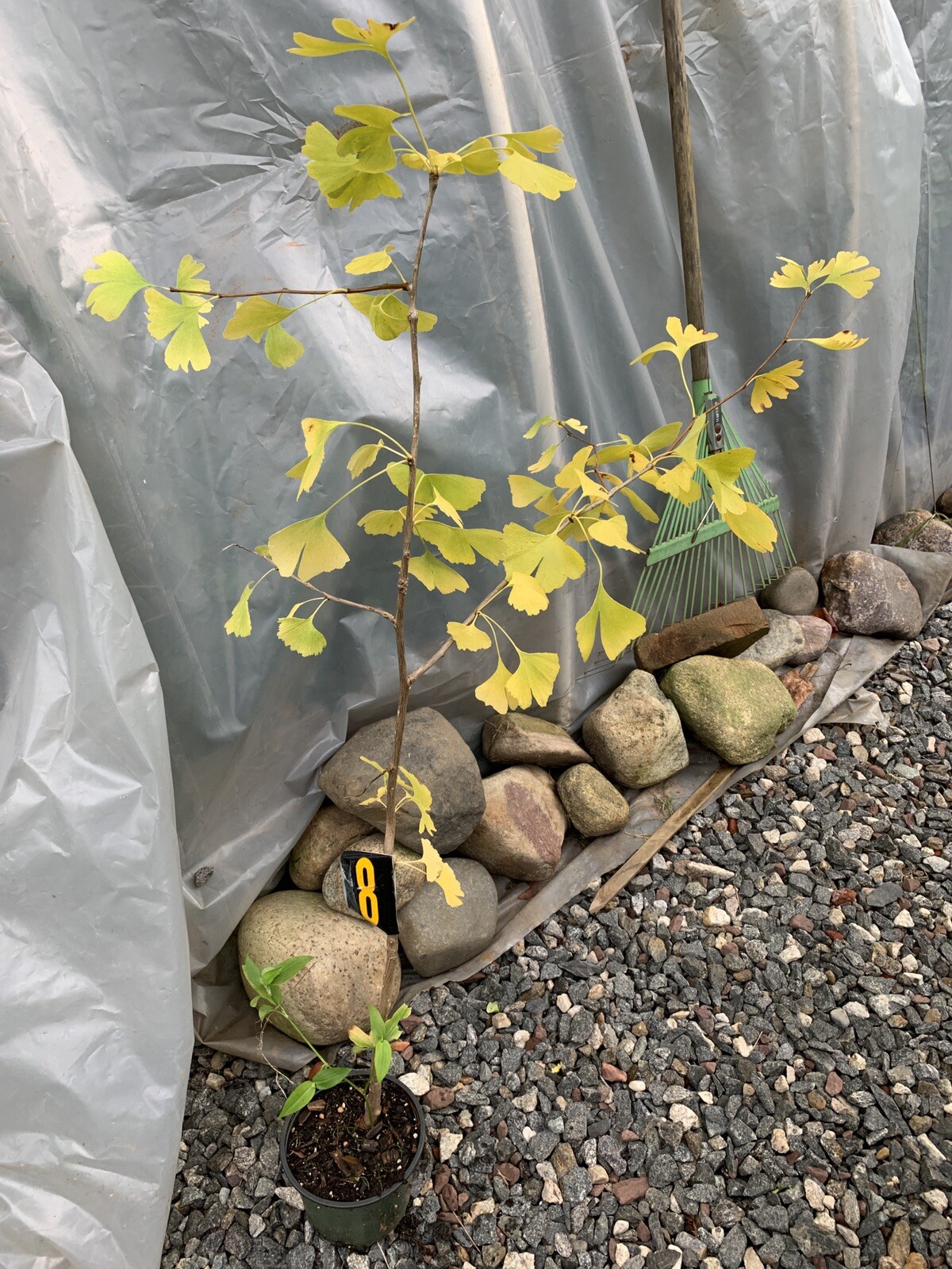 Ginkgo #8, exact plant, 4 year old. Shipped with roots wrapped. No soil.