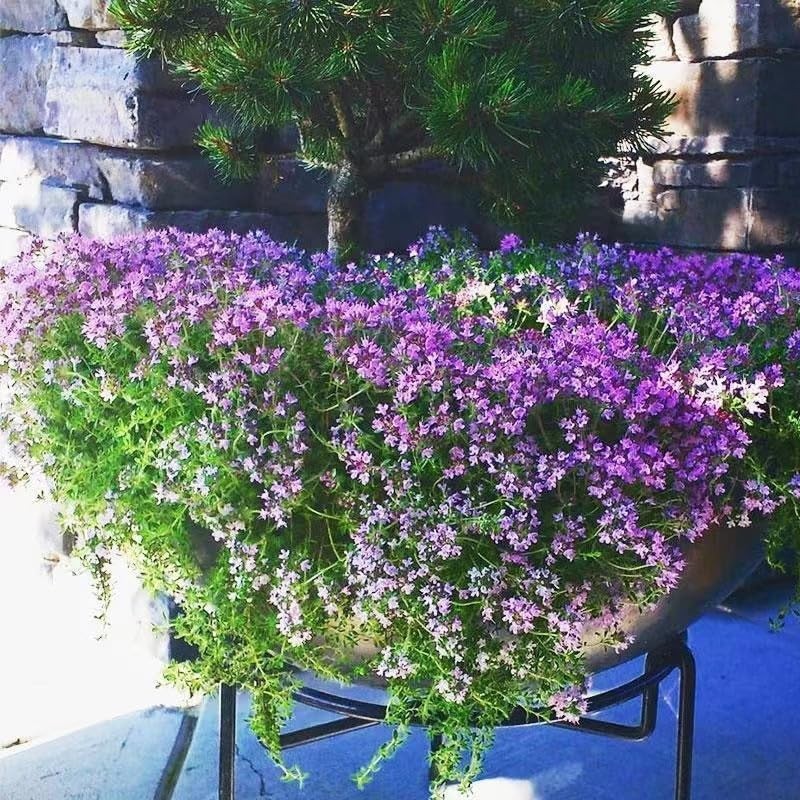 Creeping Thyme Ground Cover Flower Seeds for Planting, 20007pcs Perennial