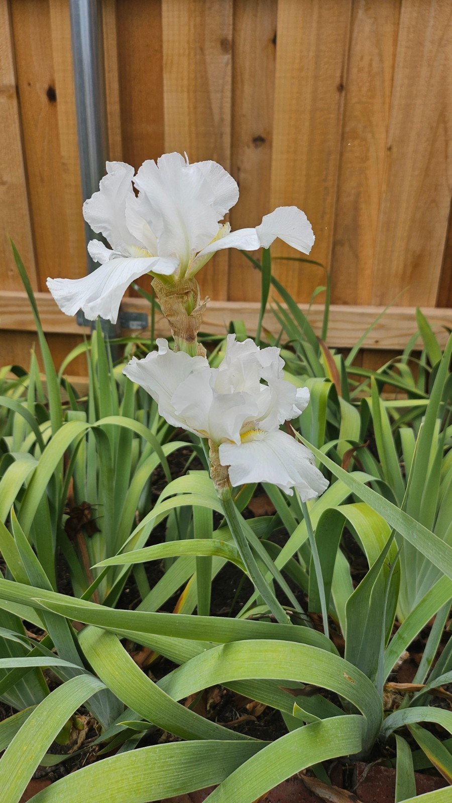 5 Beautiful flowering white bearded iris rhizomes