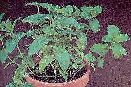 Spearmint Mentha spicata viridis 5,000 seeds