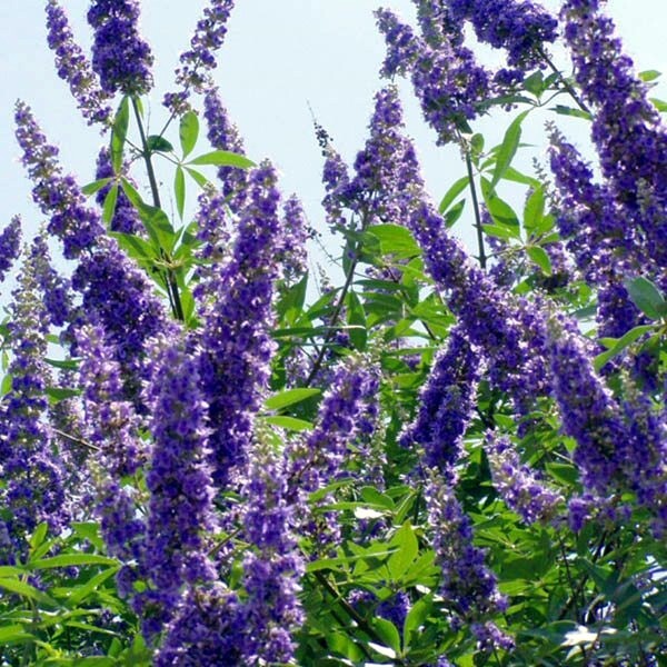 CHASTE TREE SEEDS (Vitex agnus-castus) Monks Pepper Fast Hardy Lilac Flower