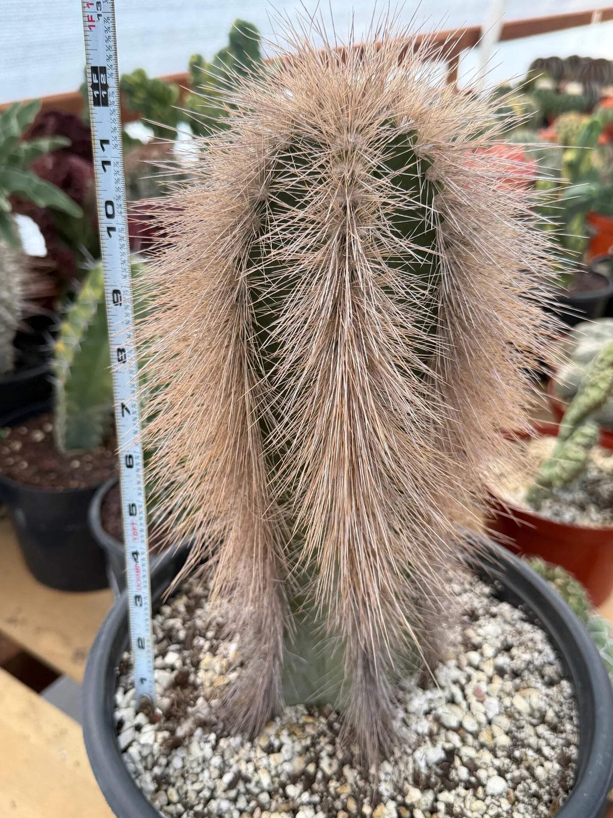 Woolly Rhino Columnar Cactus Cutting | Rare Calloused Live Plant Ready to Root #