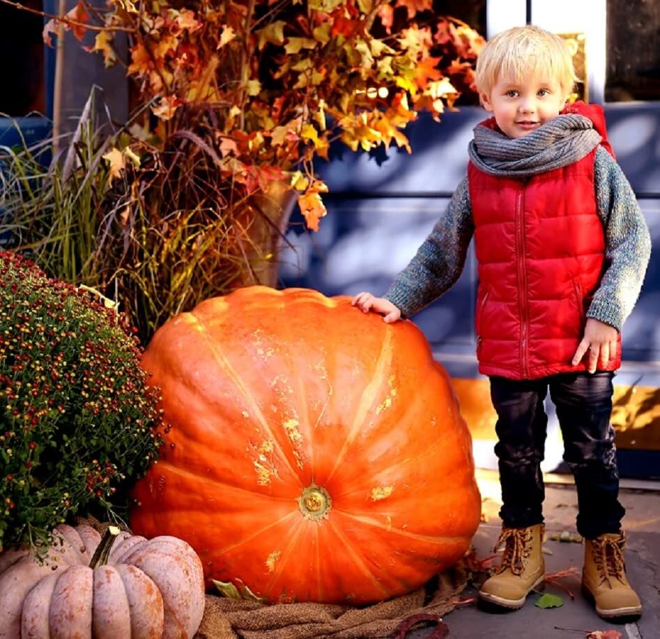 Big Max Pumpkin Seeds | 20 Seeds | Prized for Being Giant and Symmetrical, Great