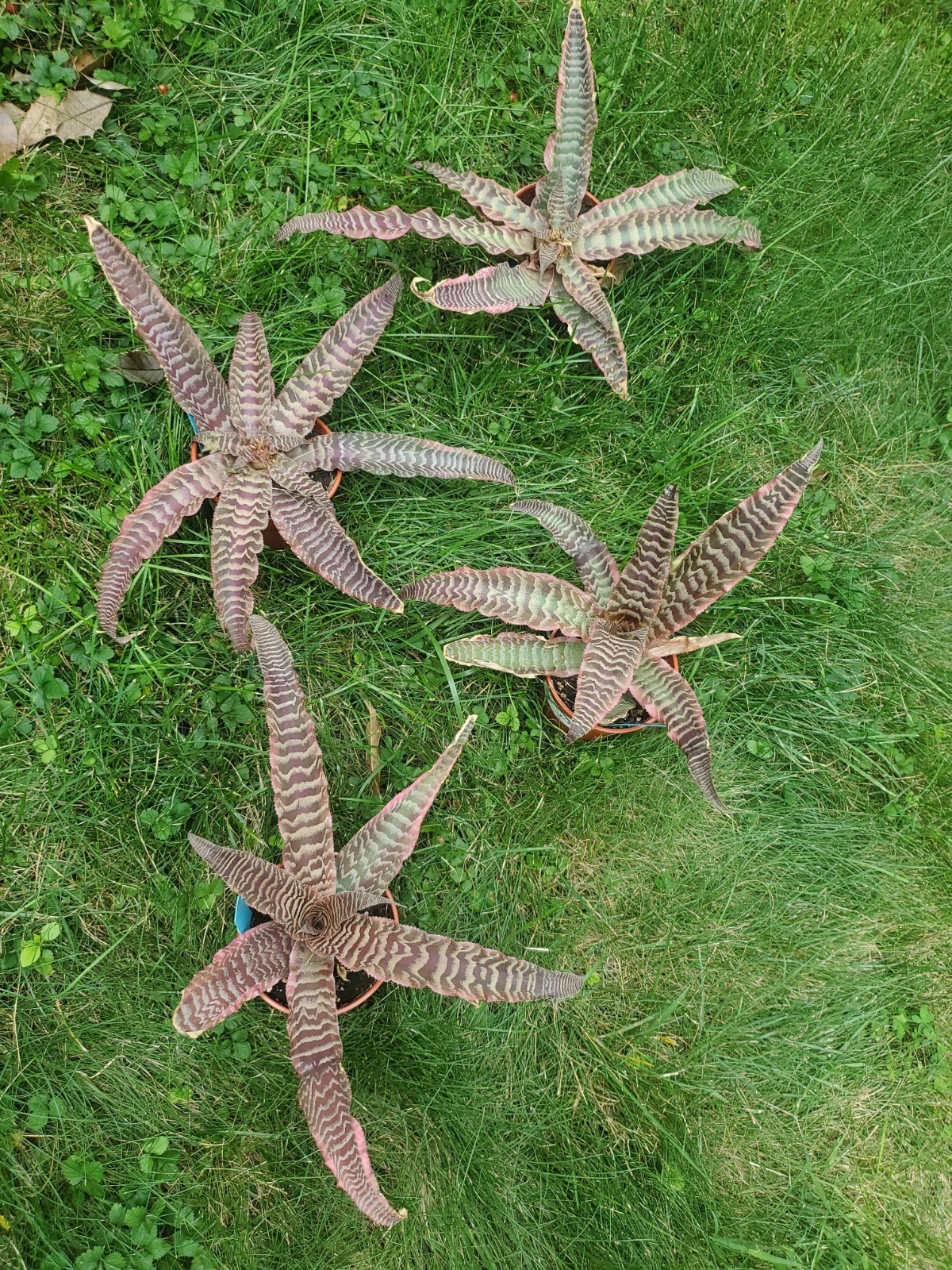 1x Live Healthy Cryptanthus Elaine 11 – 17″ Wide