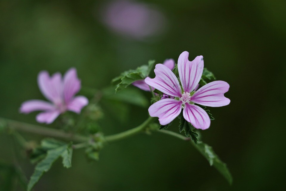 Malva sylvestris Zebrina 30 seeds