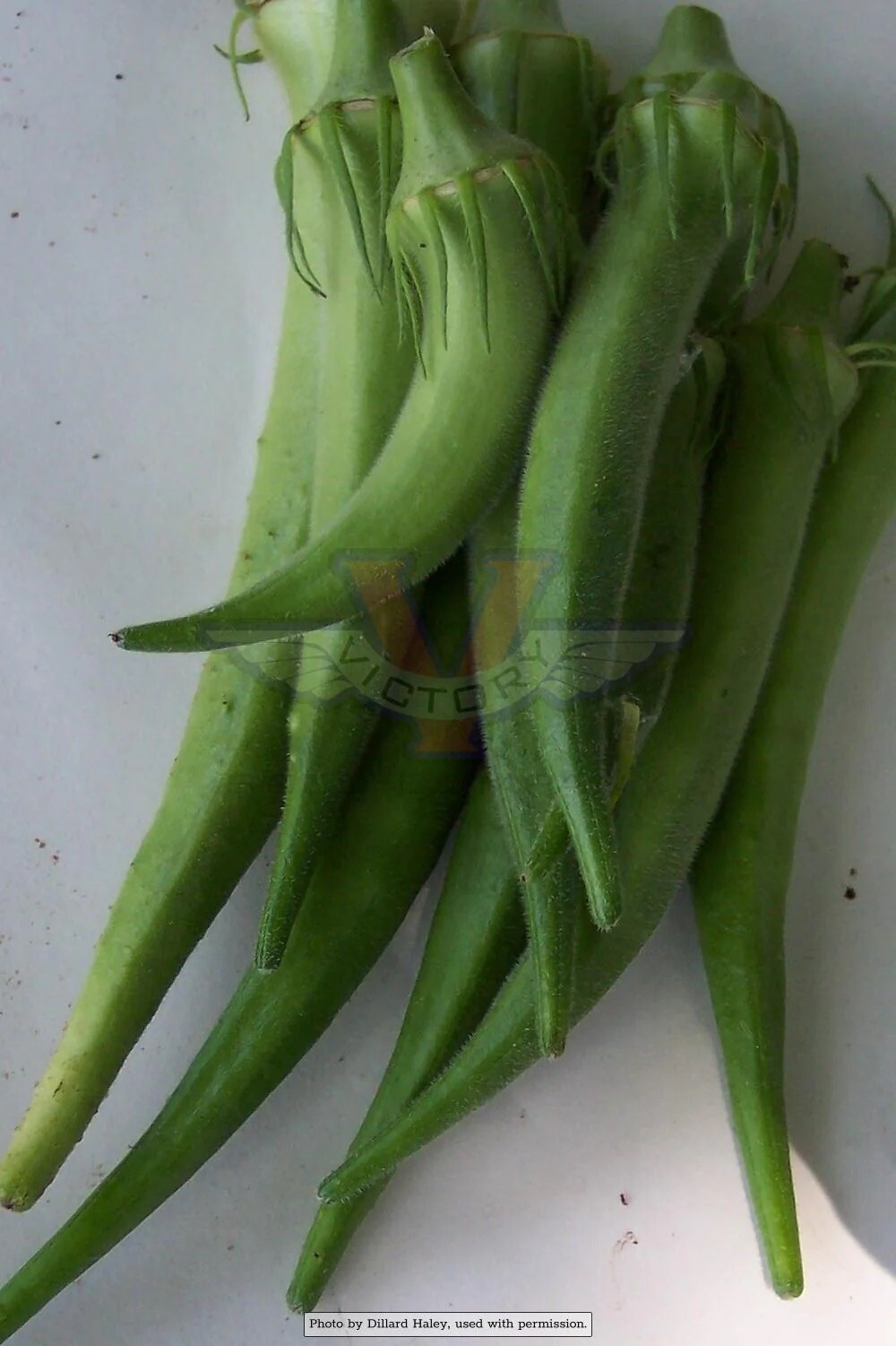 Emerald Okra Seeds, Velvet, 1 Oz (about 500 Seeds) , FREE SHIPPING