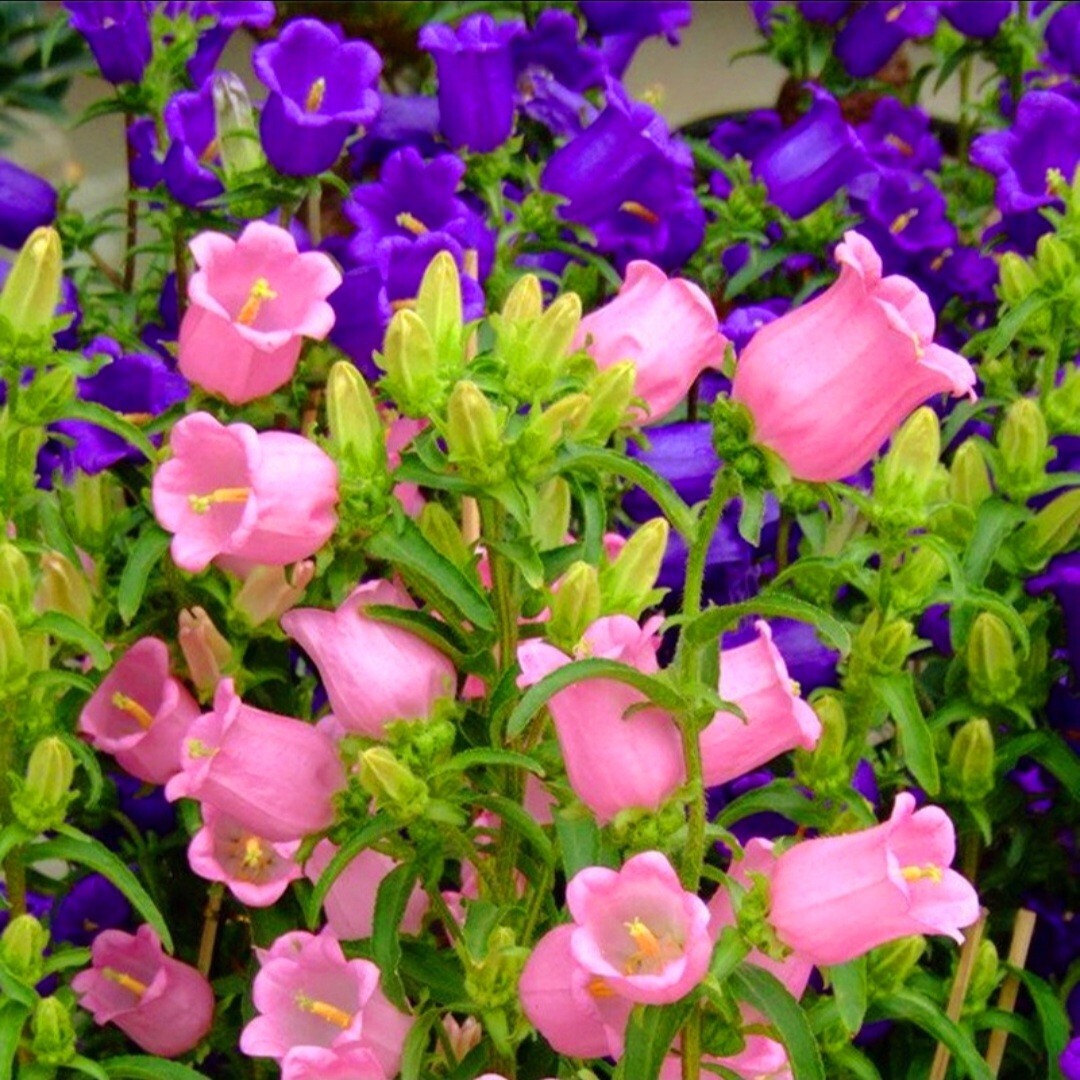 1200 Canterbury Bells Seeds, Campanula RainbowFragrant Deluxe Faerie Queen Pink