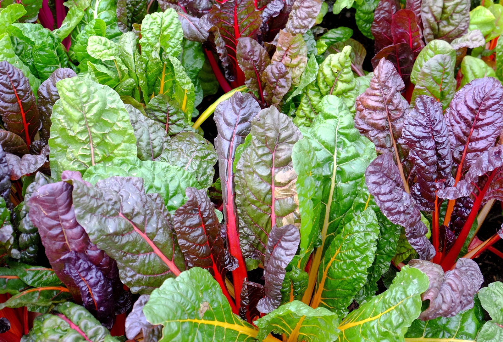 150 Northern Lights Mix SWISS CHARD Perpetual Spinach Beta Vulgaris Greens Seeds
