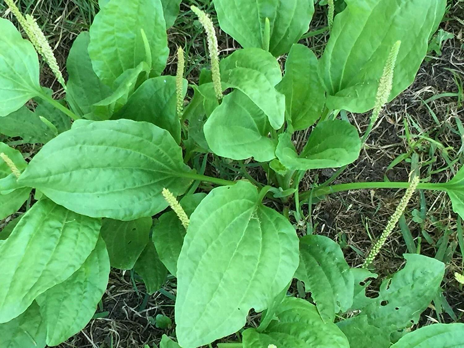 Plantain Seeds – Plantago major – Greater Broadleaf Plantain – Perennial Herb