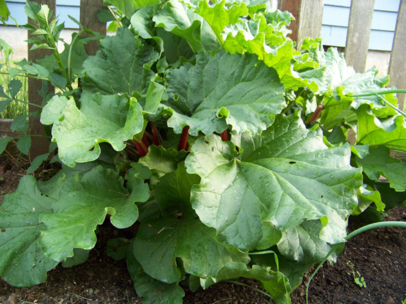 rhubarb, RHUBARB, perennial fruit, 30 SEEDS! GroCo – BUY 10 ITEMS – SHIPS FREE!