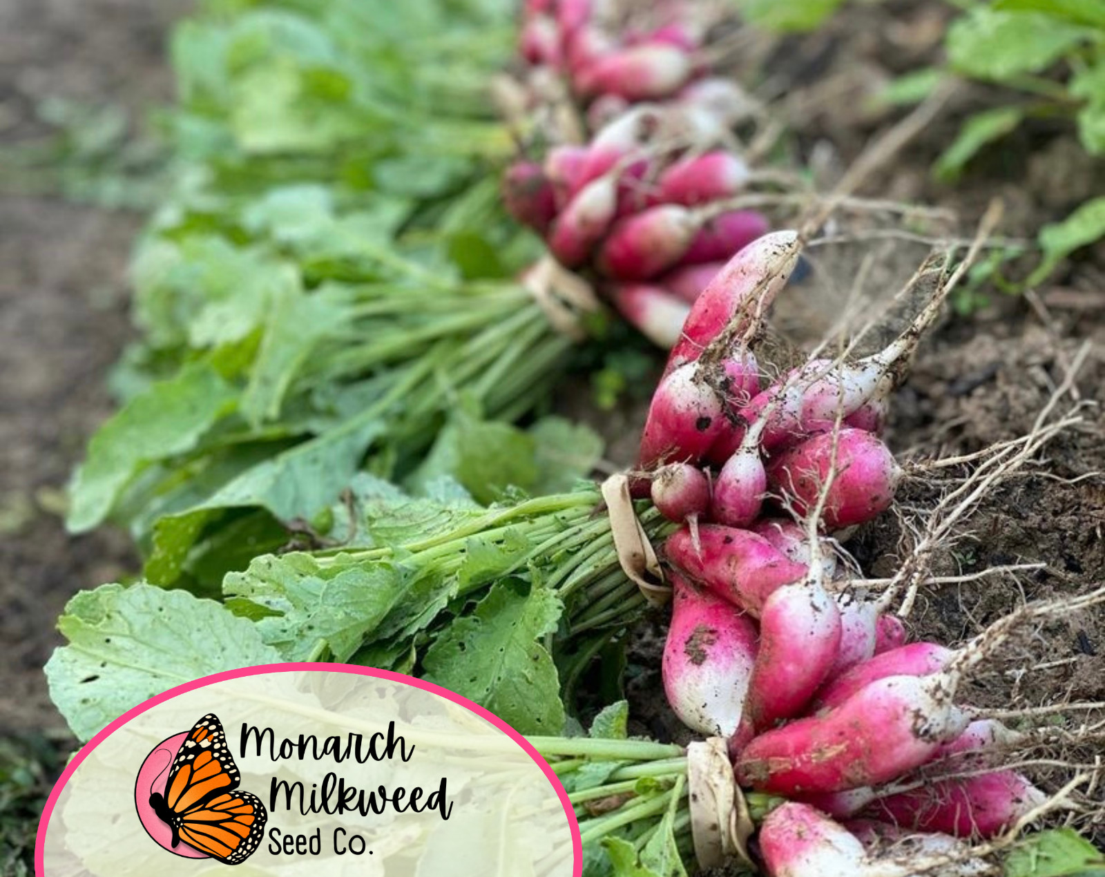 1100+ Radish Seeds ‘French Breakfast’ | Heirloom, Non-GMO, Vegetable Gardening