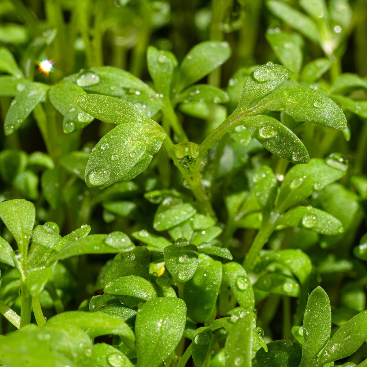 1/4 Lb Curled Cress Herb Seeds – Everwilde Farms Mylar Seed Packet