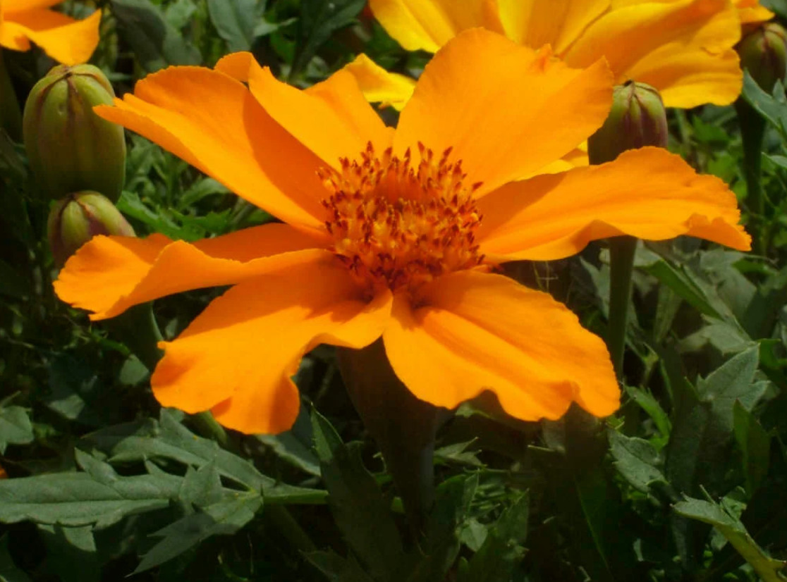 1 Pack of 25 Disco Orange Marigold Seeds (Tagetes patula) – Spring Planting