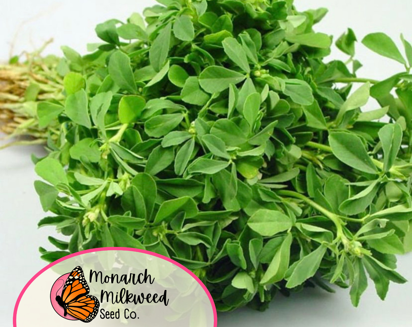 775+ Fenugreek Seeds | Non-GMO Herb & Vegetable Gardening Seed Packet, USA