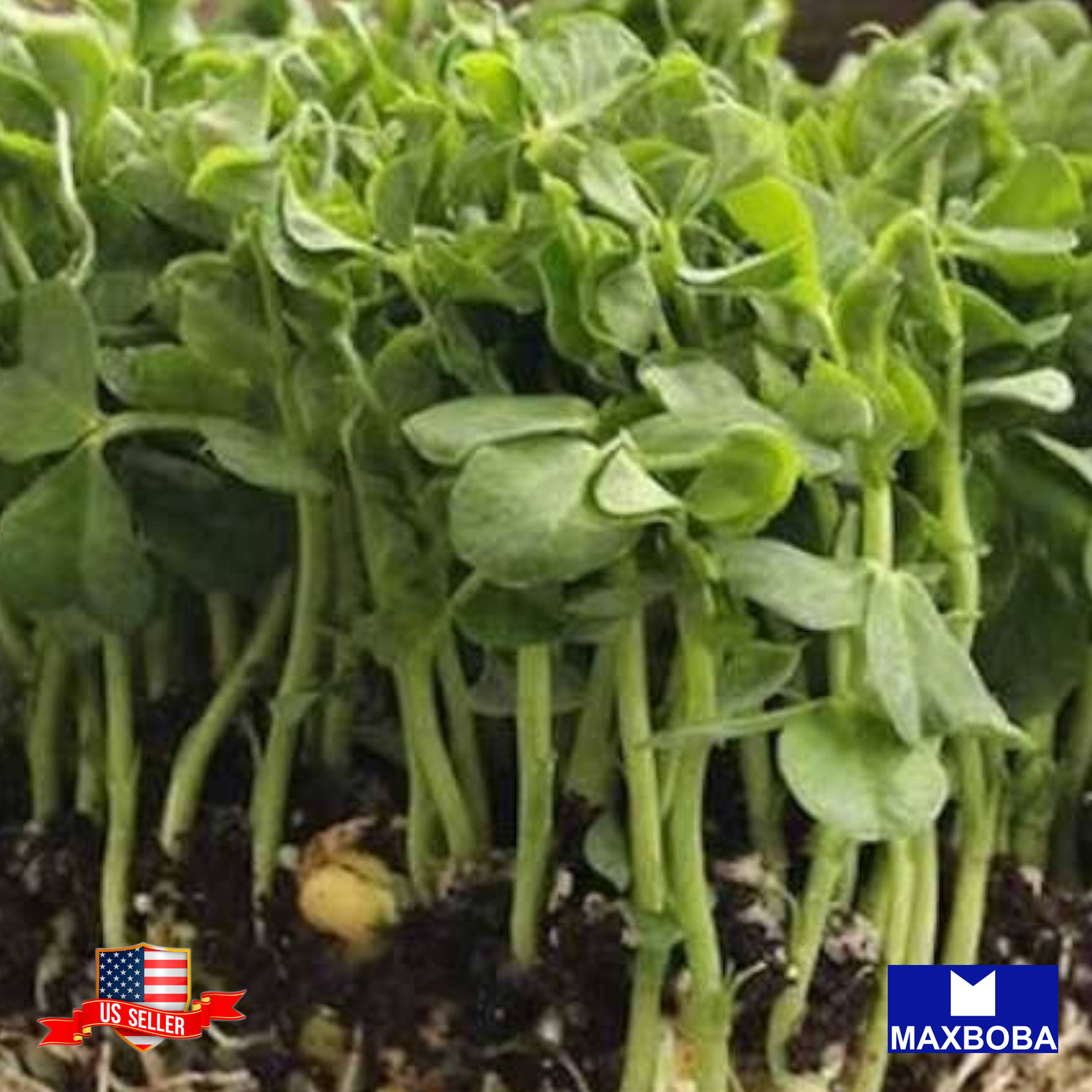 Pea Green Microgreens 144 Seeds Organic Heirloom Non-GMO