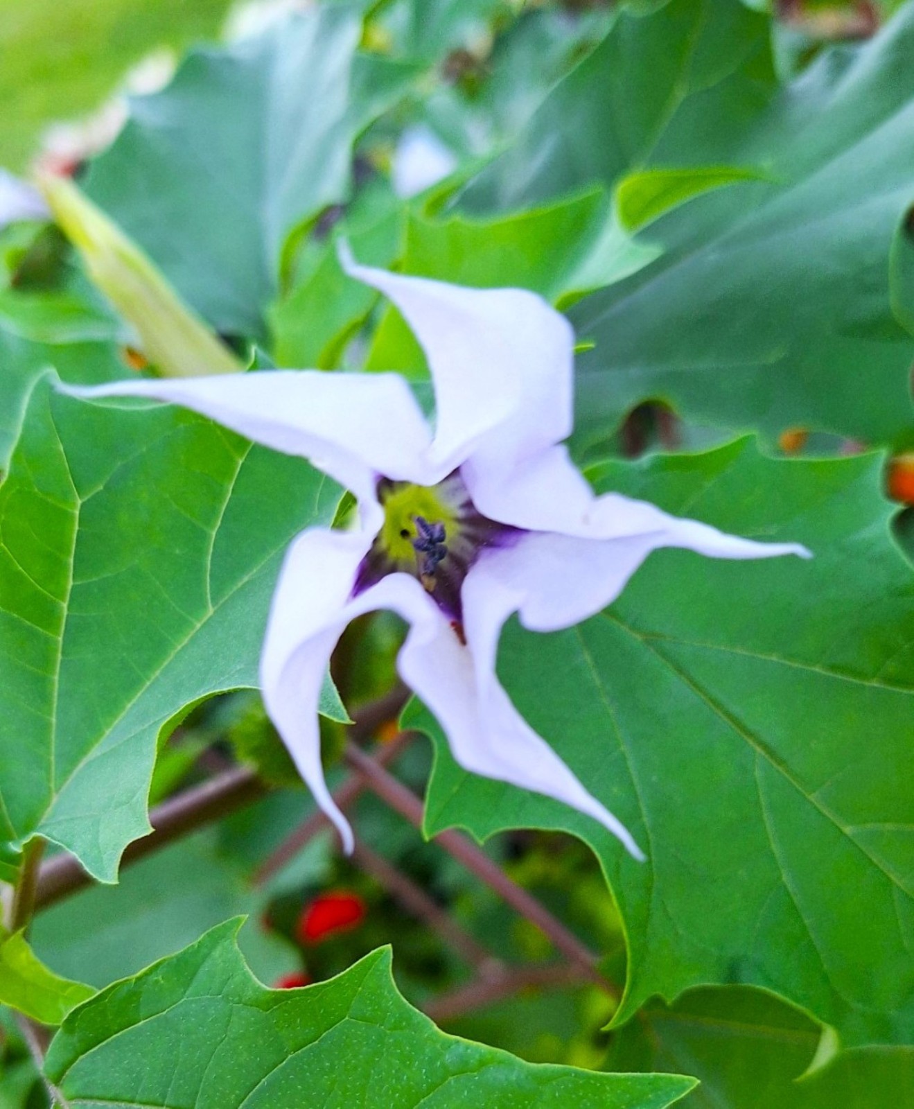 Datura Blue Night Flower Seeds for Planting, Light Blue with Purple Center