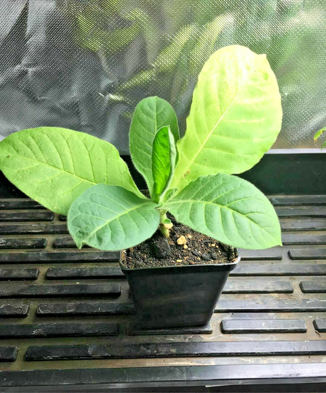 301+MIDEWIWAN Sacred TOBACCO Seeds Native Wildflower Herb Container Garden Easy