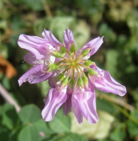 Coronilla varia | Crown Vetch | 100 Seeds