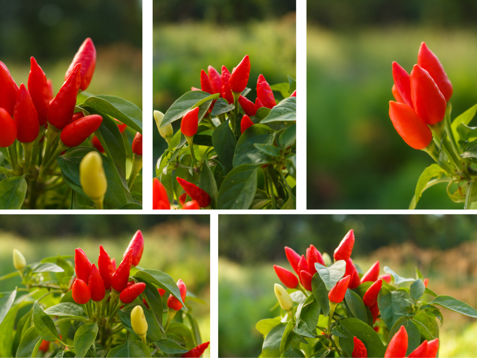 35 Seeds| Bird’s Eye Chili Peppers (Thai) Seeds#6039