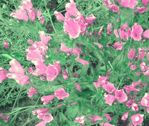 VIPER’S BUGLOSS ROSE PINK BEDDER DWARF Echium Plantagineum – 250 Bulk Seeds