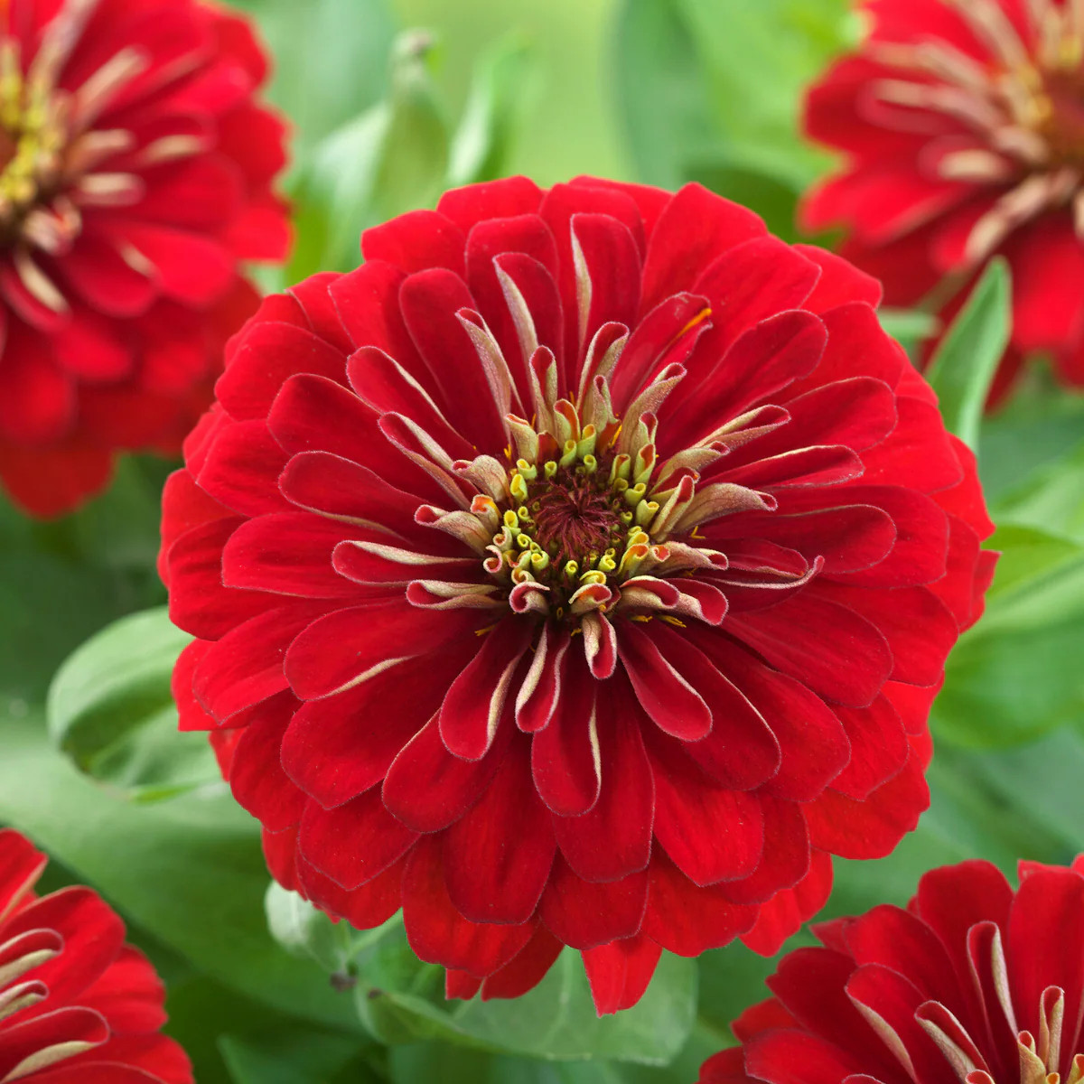 South of the Border Mix Zinnia Seeds | Red Yellow Sombrero Flower Seed New 2025