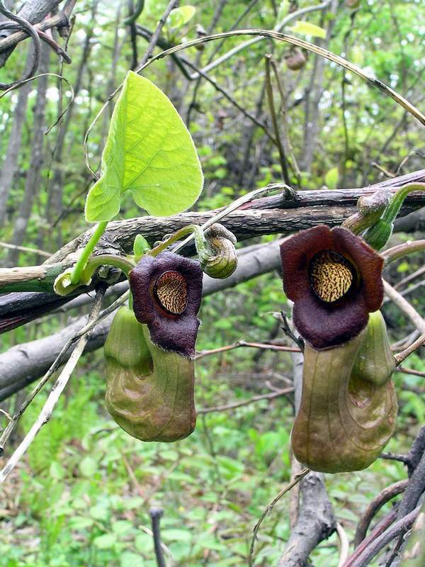 Aristolochia manshuriensis DUTCHMANS PIPE VINE Exotic SEEDS!