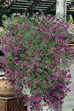 Petunia integrifolia var integrifolia 1,000 seeds