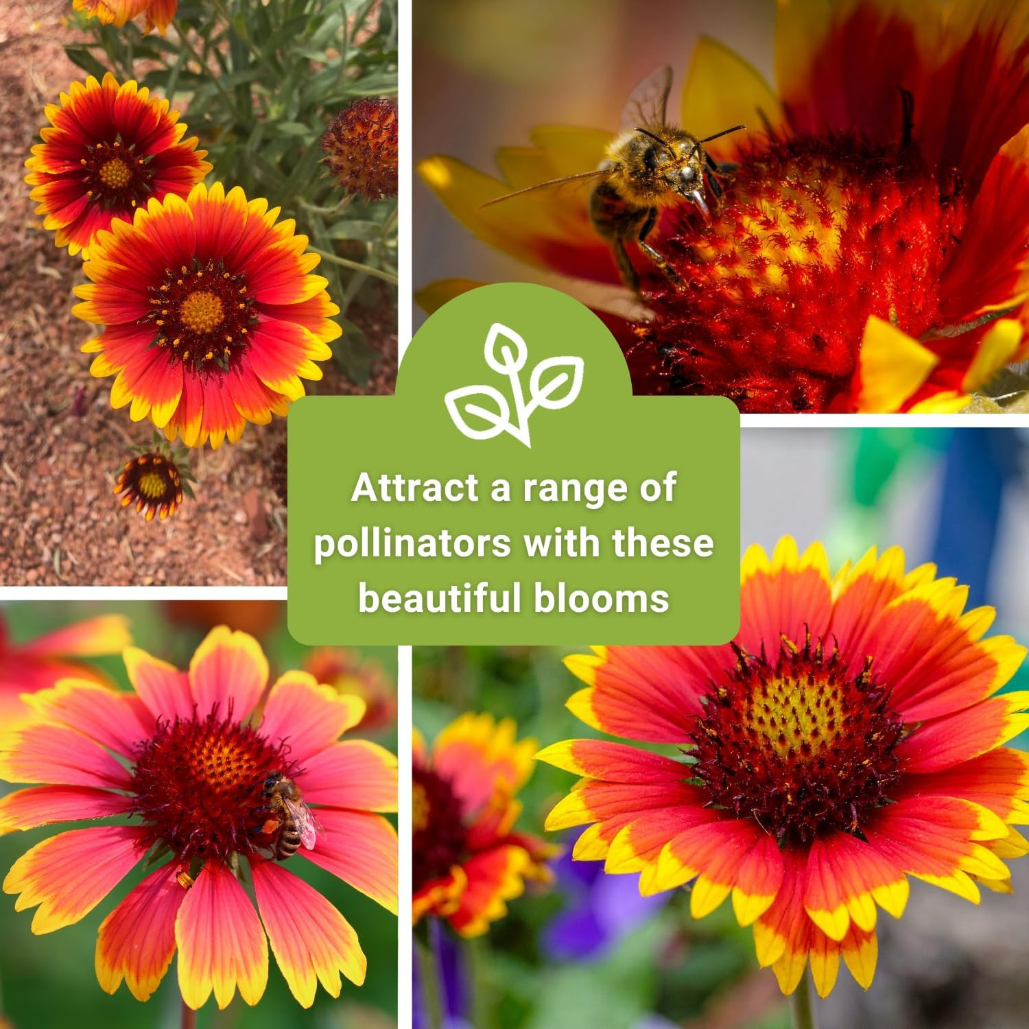 – Bulk Blanket Flower Seeds for Planting – Non-GMO Heirloom Jumbo Pack of Indian