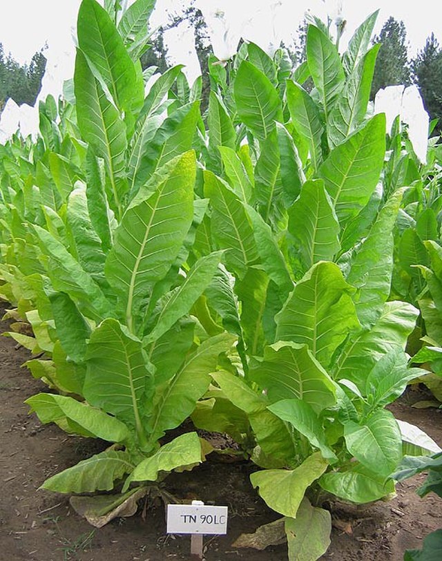 TOBACCO Seeds, TN90 Variety *FREE Shipping!* Burley Nicotiana tabacum 500+ SEEDS