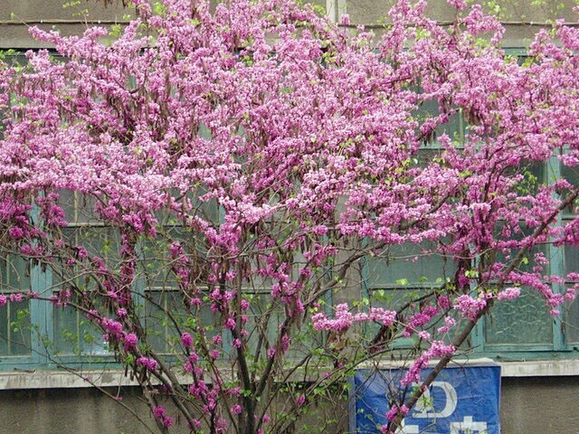 Cercis chinensis | Chinese Redbud | 15 Seeds