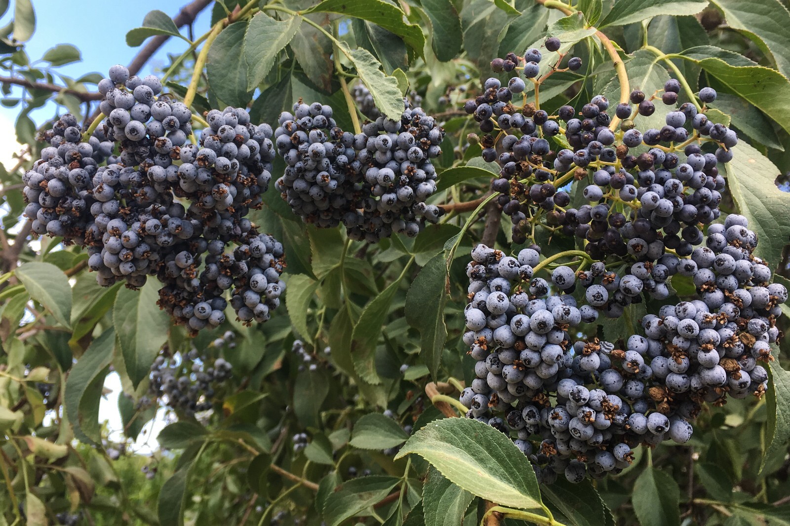 Mexican Elderberry Blue Tree Seeds Sambucus Creamy Elderflowers USA Grown NO GMO