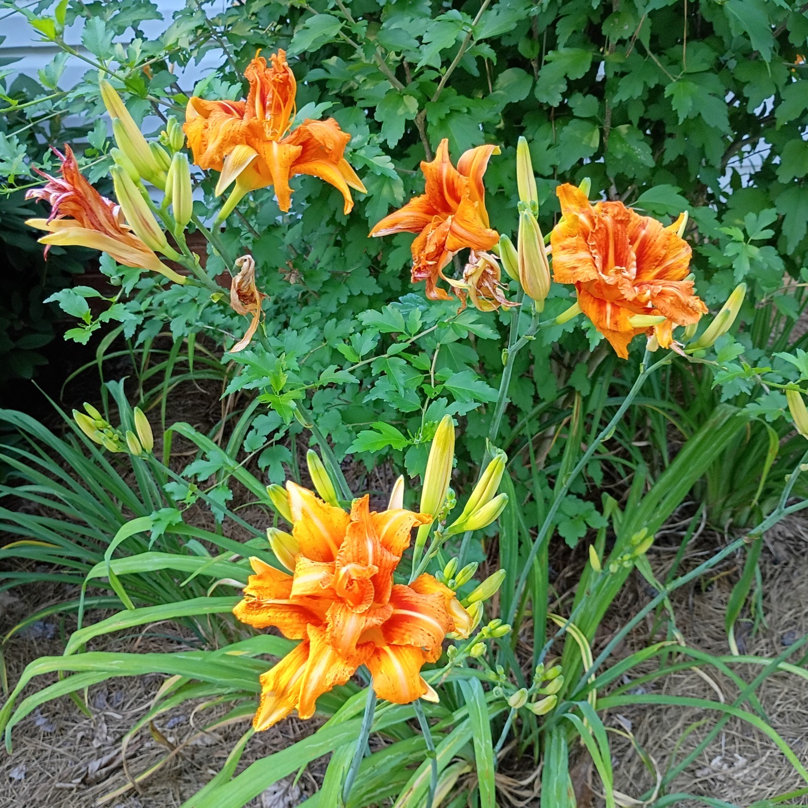 10 Fans Orange Double Bloom Daylily Perennial Bare Root Live Plants Flower Bulb