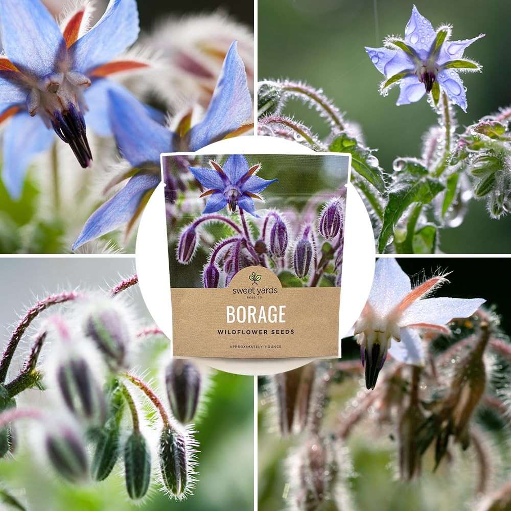 Borage Seeds – 1,200+ Non-GMO Open Pollinated Wildflower Seeds, Extra Large